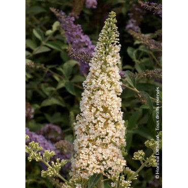 BUDDLEJA davidii RÊVE DE PAPILLON WHITE