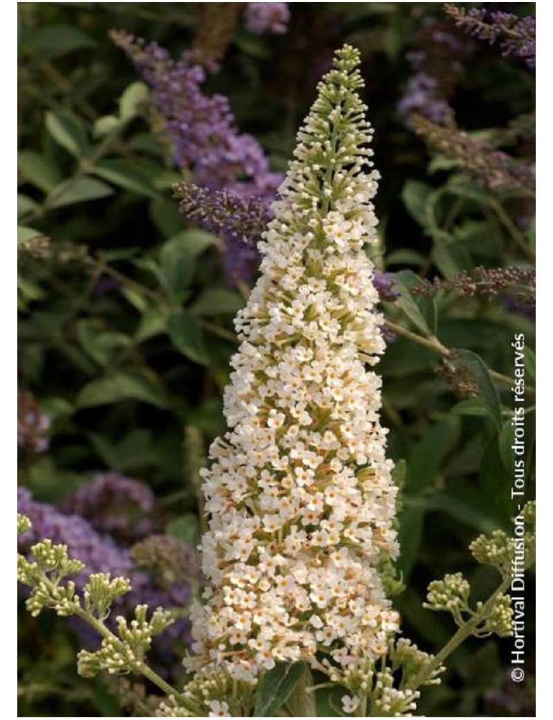 BUDDLEJA davidii RÊVE DE PAPILLON WHITE