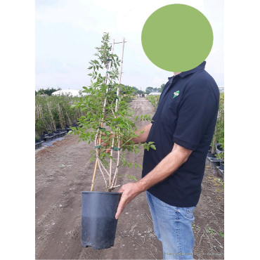 CAMPSIS En pot de 4-5 litres