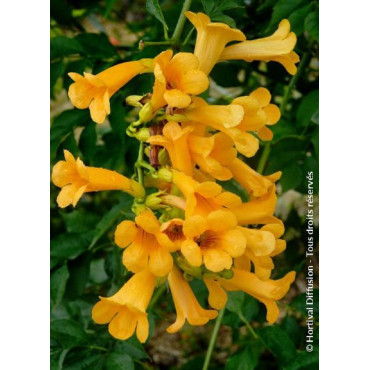 CAMPSIS tagliabuana GOLDEN TRUMPET