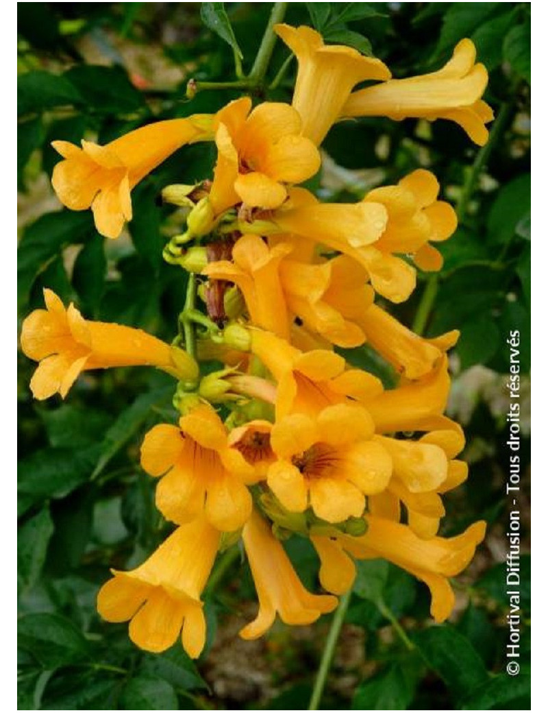 CAMPSIS tagliabuana GOLDEN TRUMPET