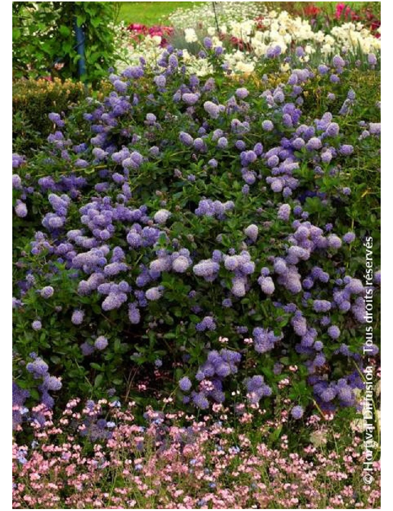 CEANOTHUS thyrsiflorus REPENS