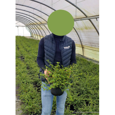 CEANOTHUS thyrsiflorus REPENS En pot de 3-4 litres