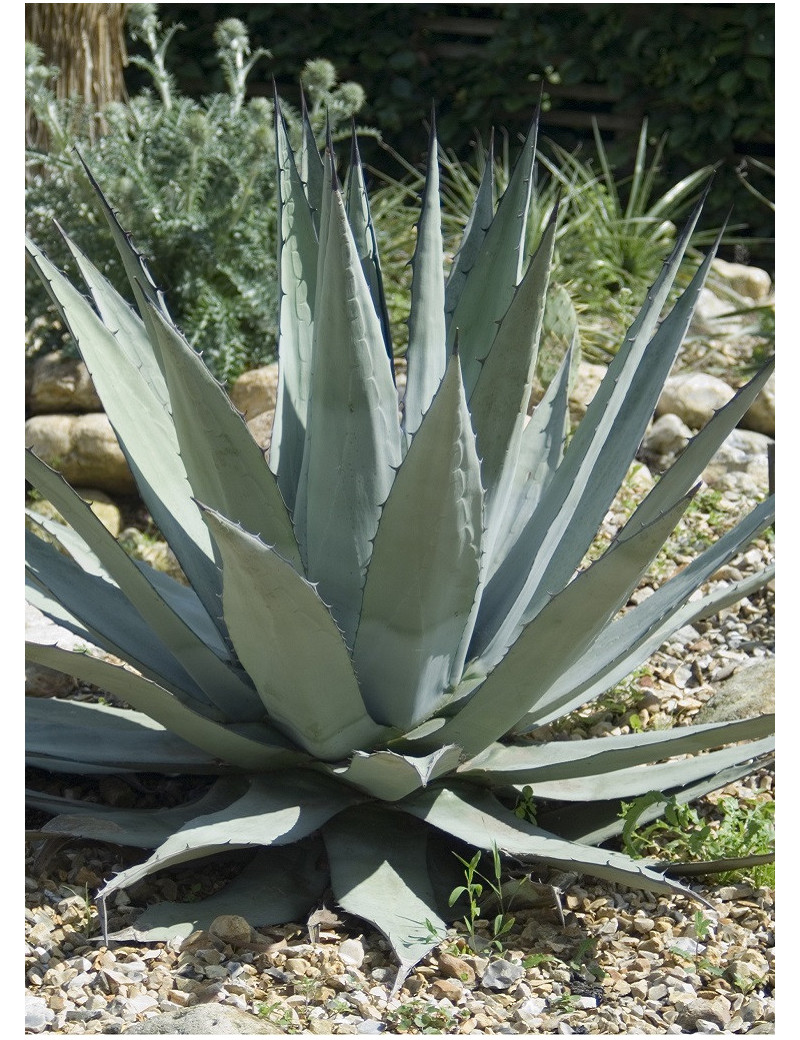 AGAVE americana