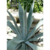 AGAVE americana