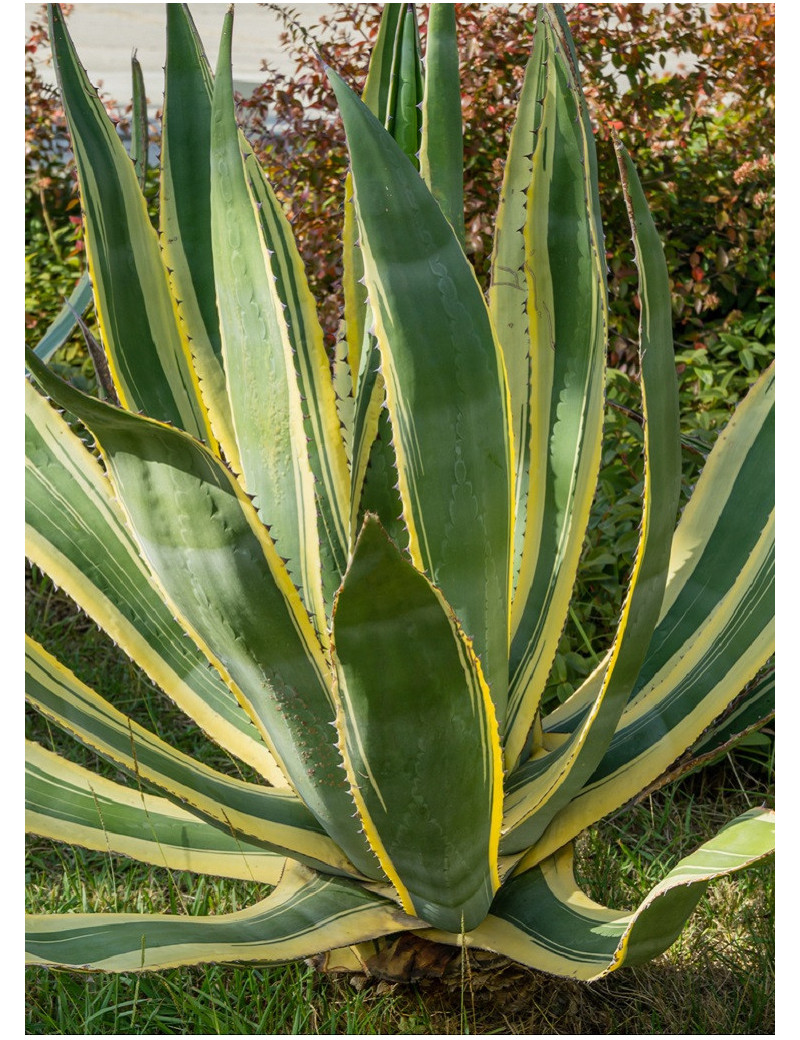 AGAVE americana VARIEGATA