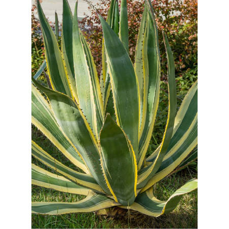 AGAVE americana VARIEGATA