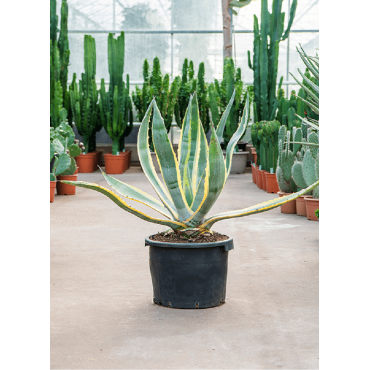 AGAVE americana VARIEGATA En pot de 25-30 litres