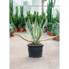 AGAVE americana VARIEGATA En pot de 25-30 litres