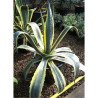 AGAVE americana VARIEGATA