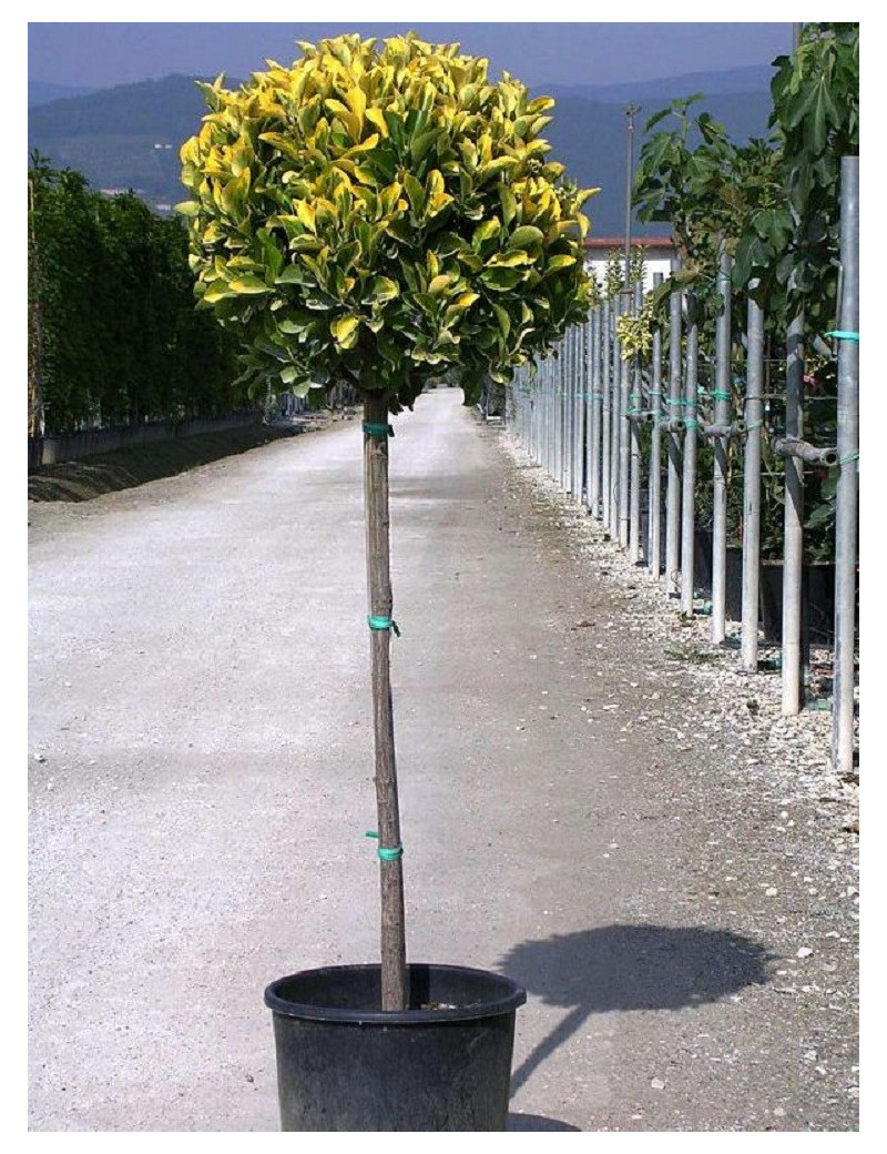 EUONYMUS japonicus AUREOMARGINATUS (Fusain du Japon doré) En pot forme tige hauteur du tronc 090-110 cm