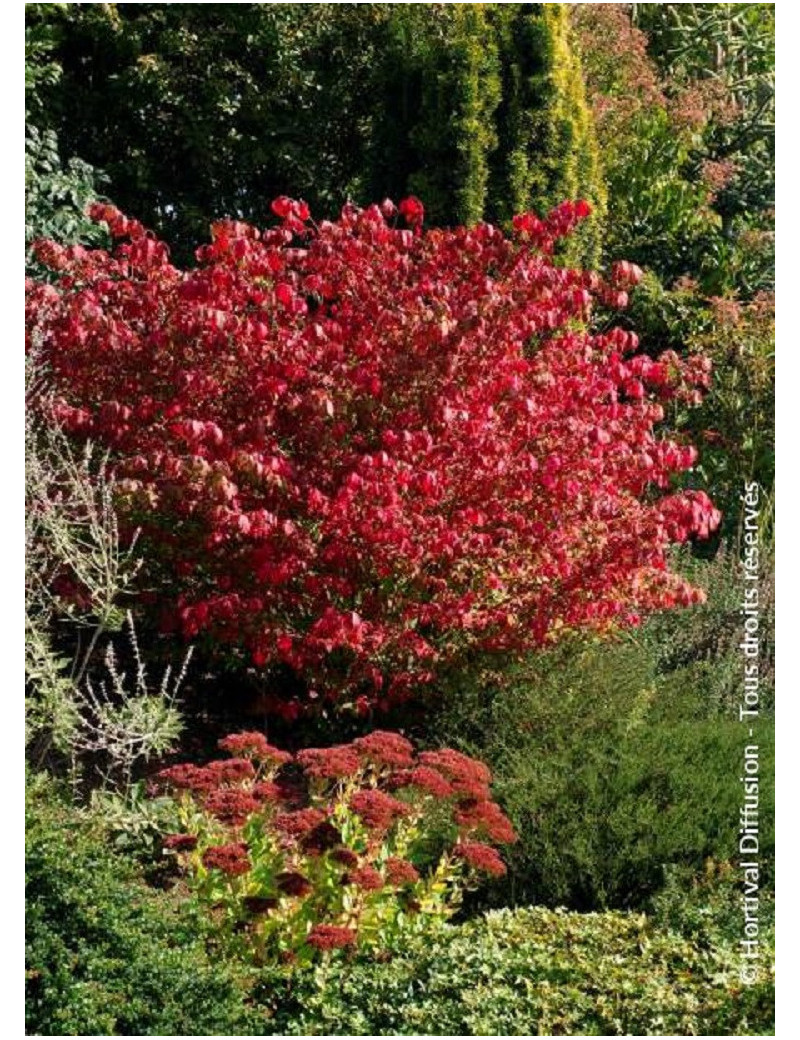 EUONYMUS alatus COMPACTUS