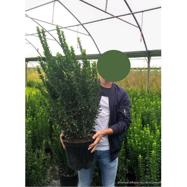 EUONYMUS japonicus BENKOMOKI En pot de 10-12 litres