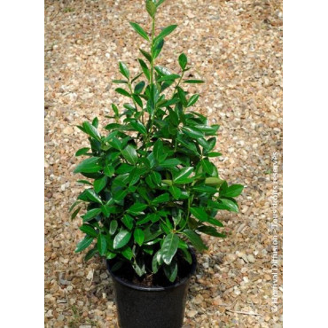 EUONYMUS japonicus GREEN MILLENIUM  En pot de 4-5 litres