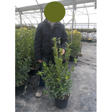 EUONYMUS japonicus GREEN MILLENIUM  En pot de 10-12 litres