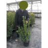 EUONYMUS japonicus GREEN MILLENIUM  En pot de 10-12 litres