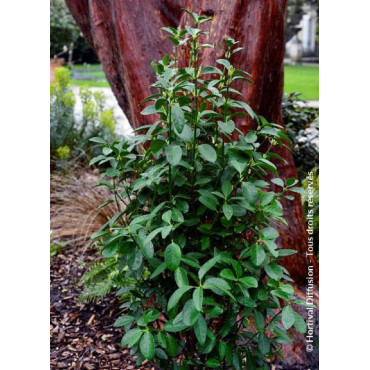 EUONYMUS japonicus GREEN MILLENIUM