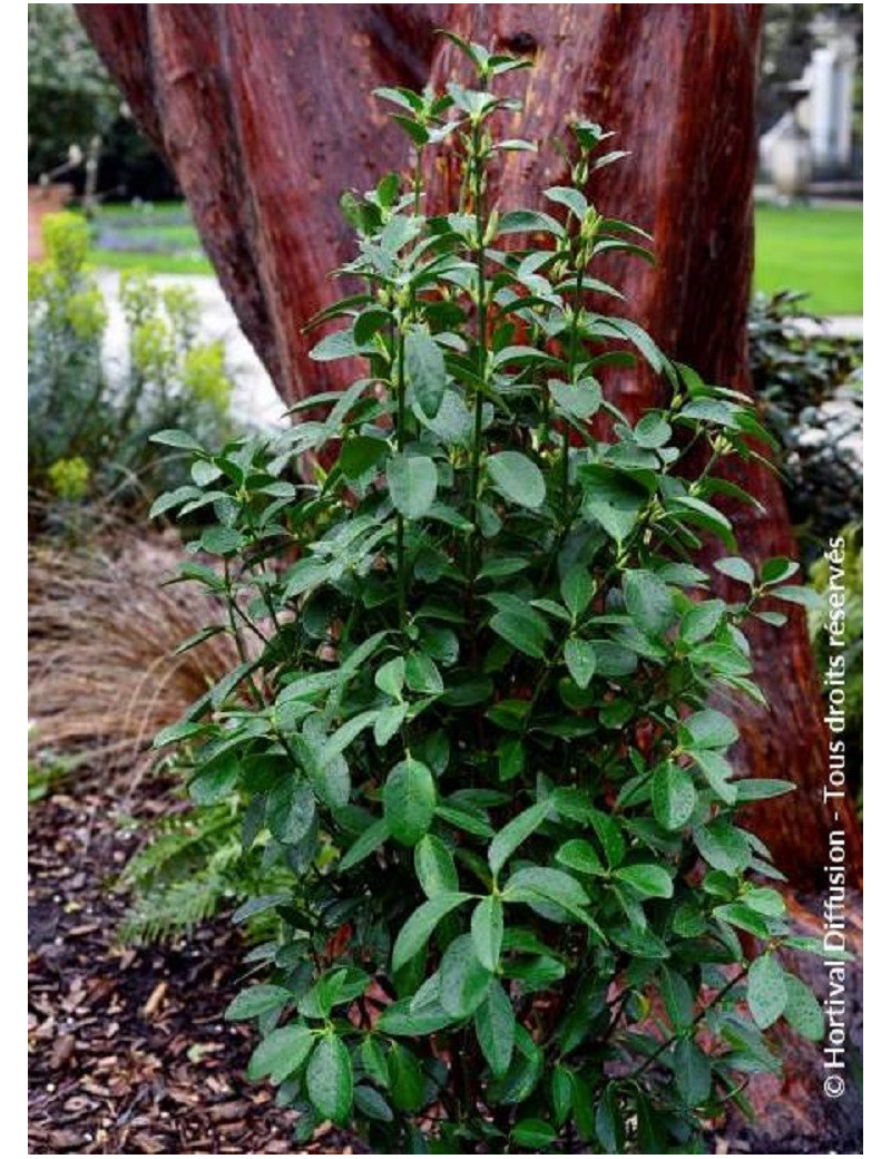 EUONYMUS japonicus GREEN MILLENIUM