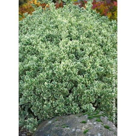 EUONYMUS japonicus PRESIDENT GAUTHIER