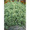 EUONYMUS japonicus PRESIDENT GAUTHIER