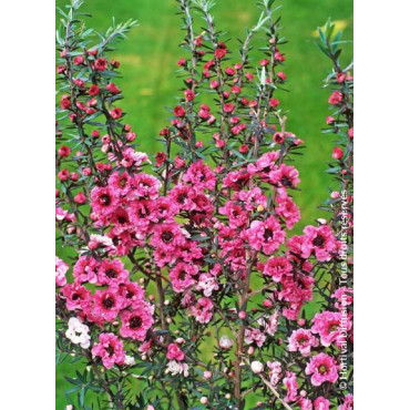 LEPTOSPERMUM scoparium JUBILÉE