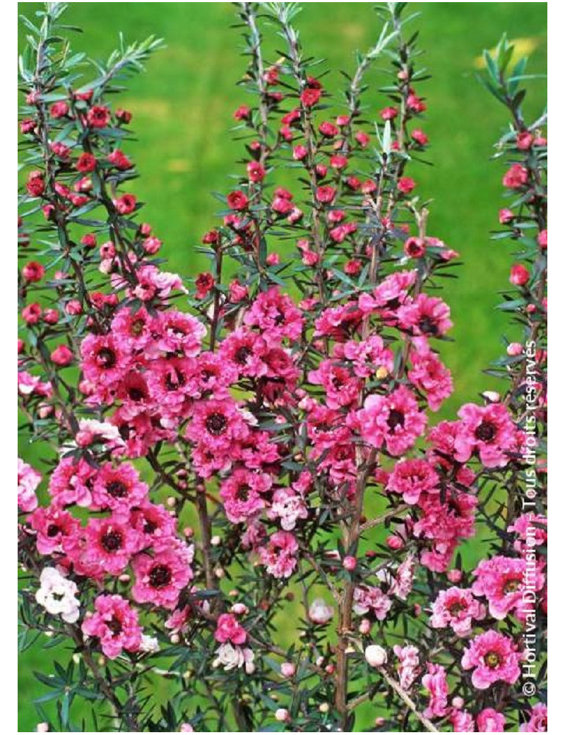 LEPTOSPERMUM scoparium JUBILÉE