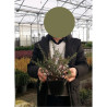 LEPTOSPERMUM scoparium RED DAMASK En pot de 2-3 litres