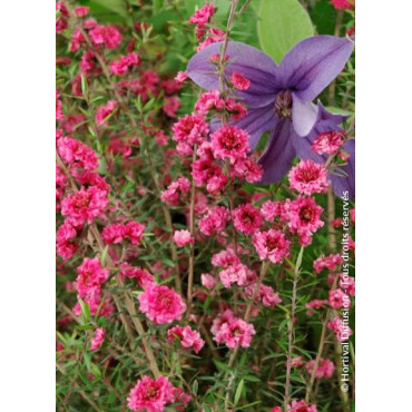 LEPTOSPERMUM scoparium RED DAMASK