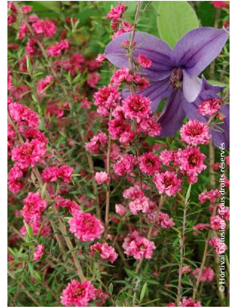 LEPTOSPERMUM scoparium RED DAMASK