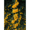 BERBERIS stenophylla