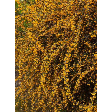 BERBERIS stenophylla