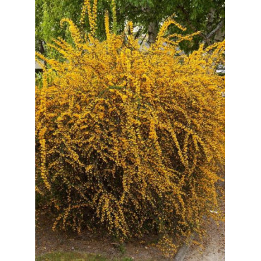 BERBERIS stenophylla