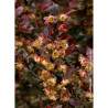 BERBERIS thunbergii ATROPURPUREA