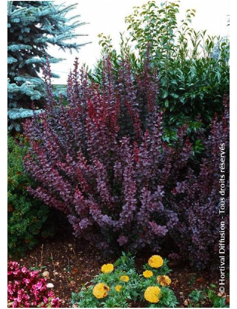 BERBERIS thunbergii ATROPURPUREA