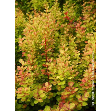 BERBERIS thunbergii ORANGE TORCH