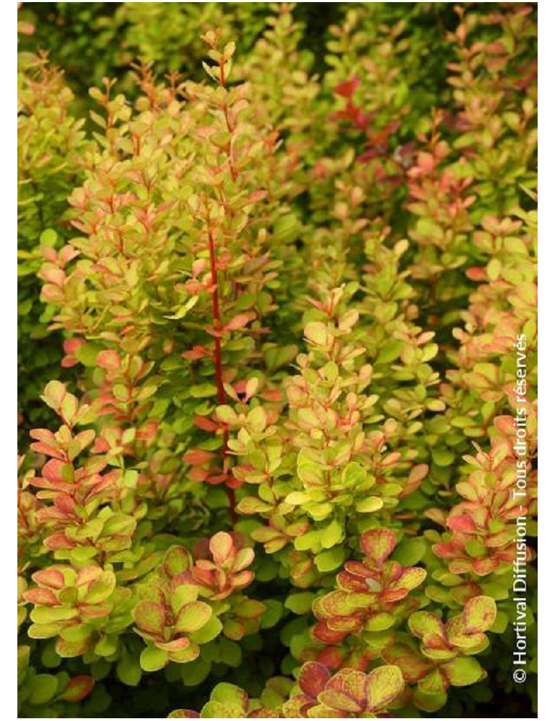 BERBERIS thunbergii ORANGE TORCH