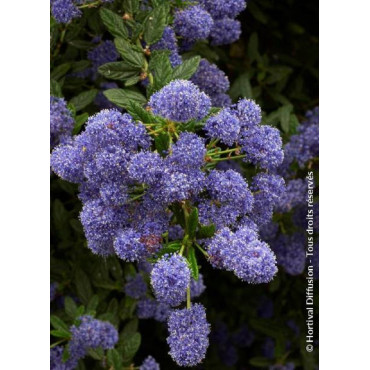 CEANOTHUS CONCHA