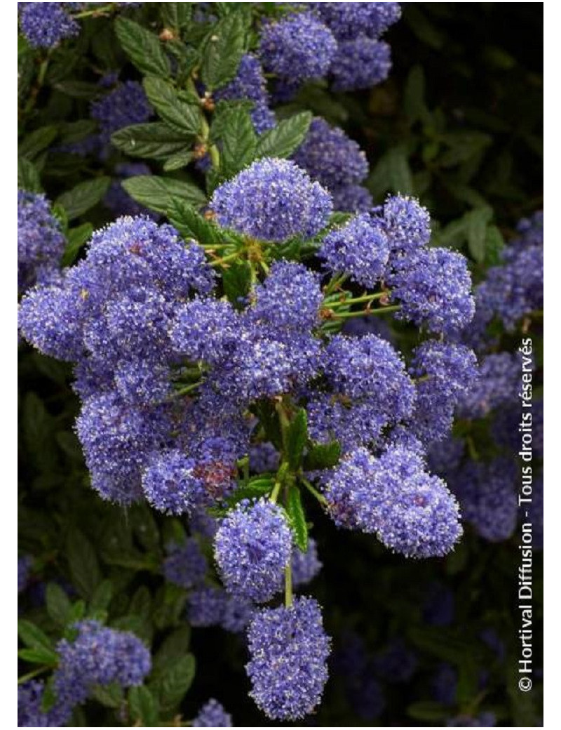 CEANOTHUS CONCHA