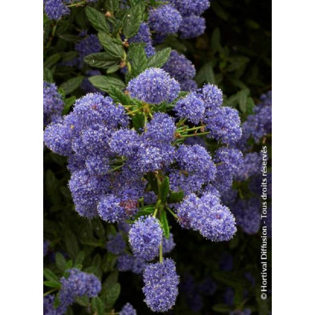 CEANOTHUS CONCHA