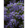 CEANOTHUS CONCHA