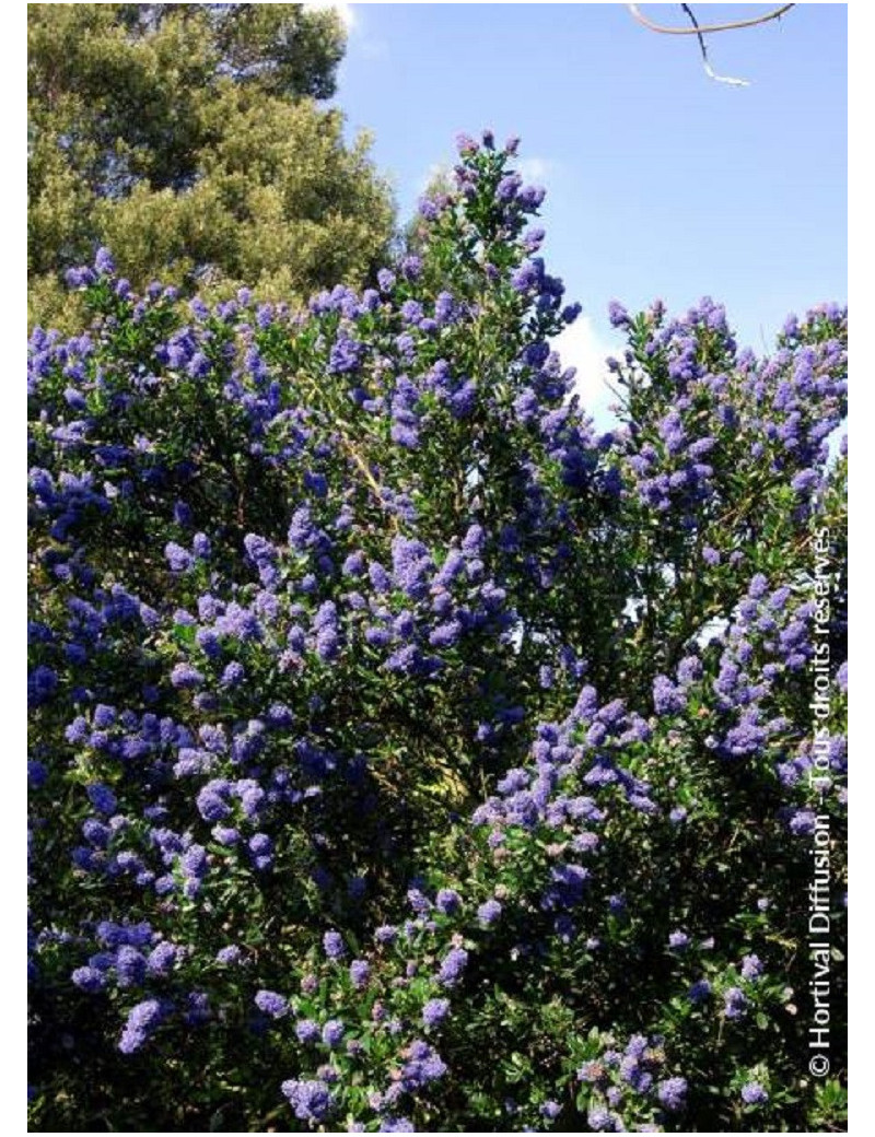 CEANOTHUS SKYLARK