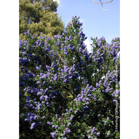 CEANOTHUS SKYLARK