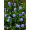 CEANOTHUS SKYLARK