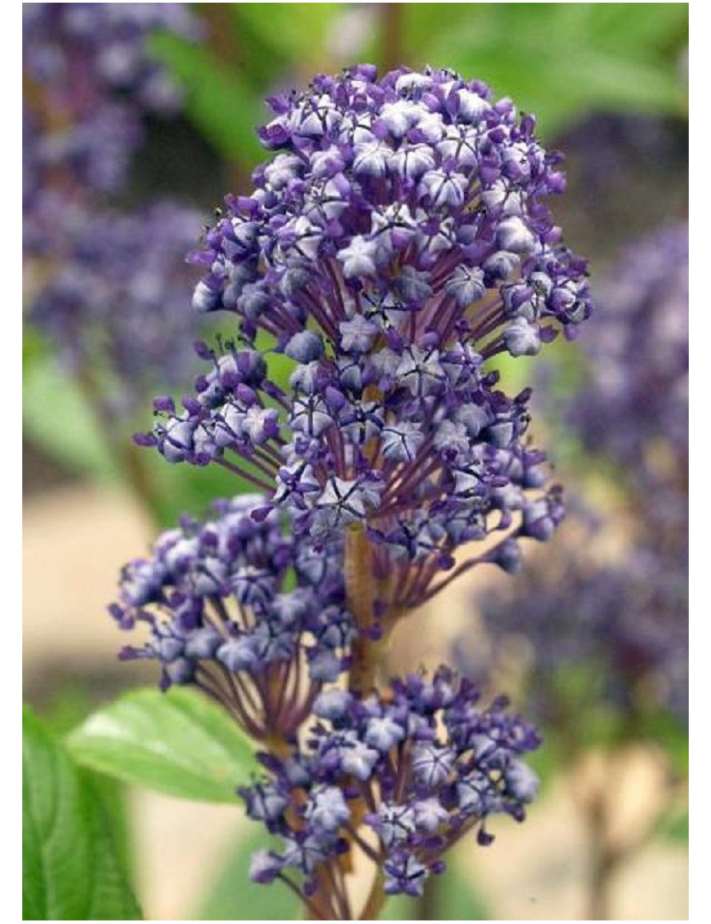 CEANOTHUS delilianus COMTESSE DE PARIS