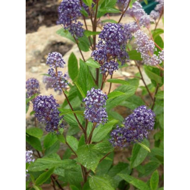 CEANOTHUS delilianus COMTESSE DE PARIS