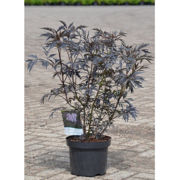 SAMBUCUS nigra BLACK LACE En pot de 10-12 litres