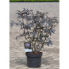 SAMBUCUS nigra BLACK LACE En pot de 10-12 litres