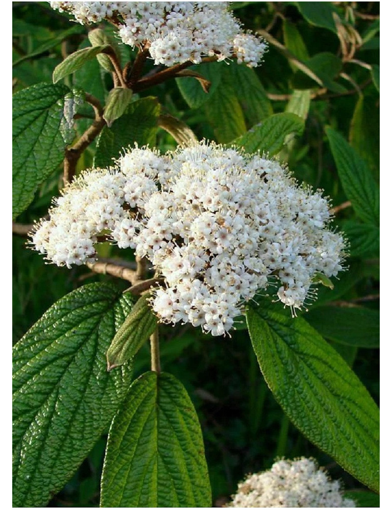 VIBURNUM RHYTIDOPHYLLUM