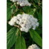 VIBURNUM RHYTIDOPHYLLUM