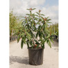 VIBURNUM RHYTIDOPHYLLUM En pot de 25-30 litres